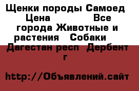 Щенки породы Самоед › Цена ­ 20 000 - Все города Животные и растения » Собаки   . Дагестан респ.,Дербент г.